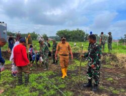 Ambil Langkah Cepat,  Nagari Bukik Batabuah Tanam Jaguang di Lahan  Terdampak Galodo.