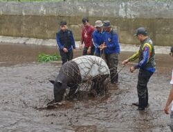 BKSDA Pasaman Selamatkan Tapir Betina Terluka dari Kolam BBI Sukomananti