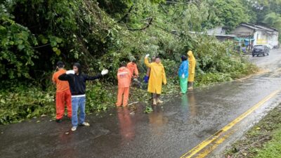 Hujan Angin dan Pohon Tumbang Landa Kota Padang