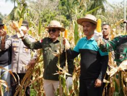 Keltan Milenial Pulai Sakato Jorong Guguak Baruah Panen Jagung