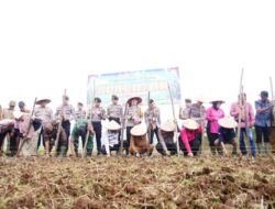 Penanaman Jagung Serentak Satu Juta Ha Dilaksanakan di Tanjung Bonai