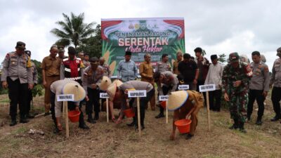 Penanaman Serentak Satu Ha Jagung di Kota Pariaman