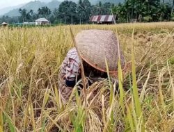 Pemkab Tanah Datar Optimis Produksi Padi Meningkat Tahun Ini