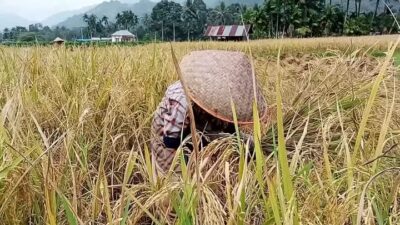 Pemkab Tanah Datar Optimis Produksi Padi Meningkat Tahun Ini