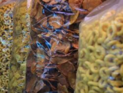 Pertengahan Bulan Ini Digelar Festival Padang Kulek-kulek 
