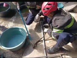 Warga Ampang Kaget Ular Masuk Bak Mandi