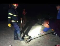 Damkar Padang Evakuasi Ular  di Kampung Olo Nanggalo