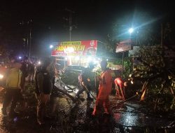 BPBD Kota Padang Tangani Pohon Tumbang di Jalan Bypass