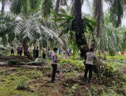 Warga Siak Geger! Tulang Belulang Ditemukan di Kebun Sawit