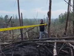 Hutan Tesso Nilo Terbakar 5 Hektare, Polisi Selidiki Dugaan Pembakaran Ilegal