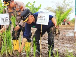 Bupati dan Forkompimda Meranti Tanam Padi di Mekar Baru