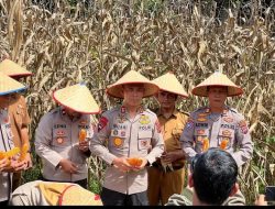 Kapolres Agam Panen Jagung Di Tanjung Raya Dukung Program Ketahanan Pangan Nasional