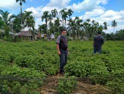 Minyak Nilam asal Pasaman Barat Curi Perhatian Dunia