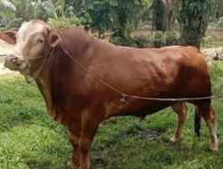 Dua Sapi dari Rokan Hulu Terpilih Jadi Hewan Kurban Presiden Prabowo Tahun Ini
