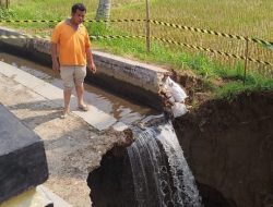 Tanggul Irigasi Putus, Petani Payakumbuh Timur Terancam Gagal Tanam