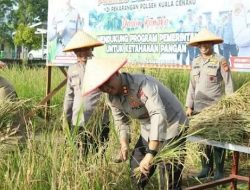 Polres Inhu Panen Padi di Mapolsek Kuala Cenaku