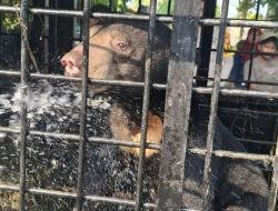 Beruang Madu Masuk Permukiman, BBKSDA Riau Berhasil Evakuasi dan Lepasliarkan ke Hutan