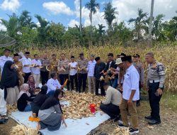 Kapolres Dharmasraya Panen Jagung Bersama KWT Tunas Muda di Sungai Kambuik