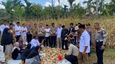 Kapolres Dharmasraya Panen Jagung Bersama KWT Tunas Muda di Sungai Kambuik