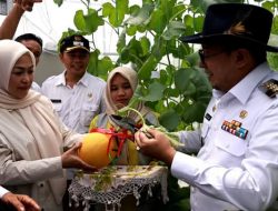 Keltan Kandang Gajah Nagari Guguak Malalo Panen Melon Perdana