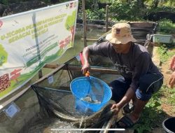 Semen Padang Buktikan Maggot Efektif Tingkatkan Pertumbuhan Ikan Nila Hingga 27 Persen