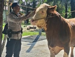 Miliki Bobot 900 Kg, Sapi Milik Polisi di Inhu Jadi Hewan Kurban Presiden Prabowo