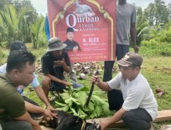 Idul Adha 1446 H, Alex Indra Lukman Tebar 21 Hewan Kurban di Mentawai, Wujud Kepedulian Nyata Wakil Rakyat