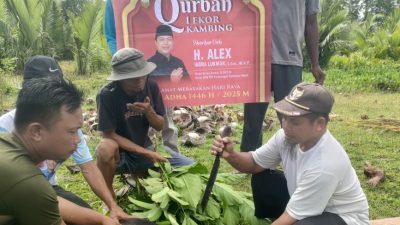 Idul Adha 1446 H, Alex Indra Lukman Tebar 21 Hewan Kurban di Mentawai, Wujud Kepedulian Nyata Wakil Rakyat