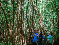 Kelompok Tani Puji Semen Padang, Kaliandra Jadi Sumber Ekonomi Baru Nagari