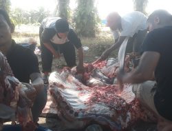 Jumlah Hewan Kurban di Dharmasraya Berkurang
