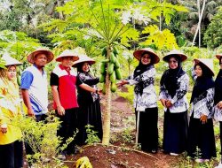 Buah Pepaya SD Unggul Terpadu Padang Pariaman Siap Dipanen