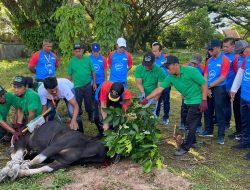 Sebanyak 51 Hewan Kurban Disembelih di  Momen Bank Nagari Berqurban 2025
