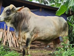 Satu Sapi Kurban dari Presiden Prabowo Diserahkan bagi Masyarakat Tanah Datar 