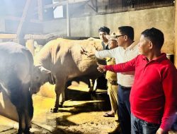 Sapi Limousin Warga Kota Solok Jadi Hewan Kurban Bantuan Presiden Prabowo