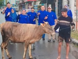 Dalam Gerimis, Karyawan Bank Nagari Arak Sapi Kurban ke Masjid