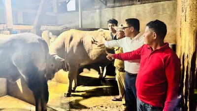 Sapi Limousin Warga Kota Solok Jadi Hewan Kurban Bantuan Presiden Prabowo