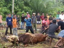 Sapi Kurban 802 Kg Bantuan Presiden Prabowo Disembelih di Pariaman