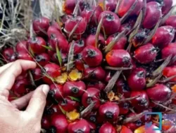 Harga TBS Sawit Plasma Riau Naik, Petani Sambut Kabar Gembira