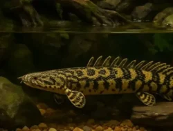 Diyakini Bawa Rezeki, Ikan Palmas Laku Rp2,5 Juta per Ekor di Meranti