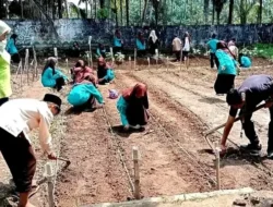 Pelajar SMPN 2 Enam Lingkung Praktik Kurikulum Merdeka dengan Ladang Palawija