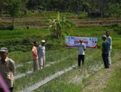 Kelompok Tani BMC Jaya Nagari Cubadak Panen 250 Kg Bawang