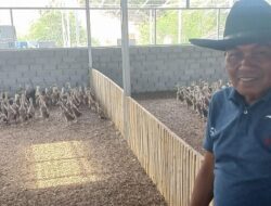 Wakil Ketua DPRD Sawahlunto Jaswandi Buka Lapangan Kerja Lewat Peternakan Itik