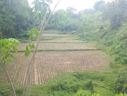 Akibat Kemarau Panjang, Ratusan Hektare Sawah di Sawahlunto Gagal Tanam