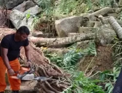 Rumah Warga Batang Arau Ditimpa Pohon Tumbang