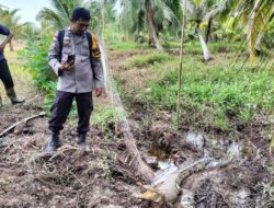 Ditemukan Buaya di Persawahan Sungai Cina, Warga Diminta Waspada!