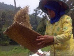 Harga Beras di Sawahlunto Bertahan Dikisaran Rp17.000 Per Kilogram