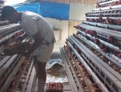 Usaha Ternak Ayam Kades Batu Tanjung Marwan Teningkatkan Ekonomi Keluarga