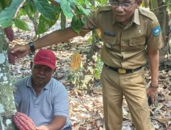 Camat Talawi Bersinergi dengan DPK3 untuk Tingkatkan Produksi Kakao