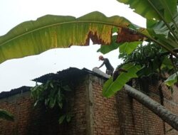 Dua Rumah Warga Padang Rusak Tertimpa Pohon Tumbang