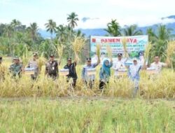 Semarak Sawah Pokok Murah, Bupati Agam Panen di Dua Nagari